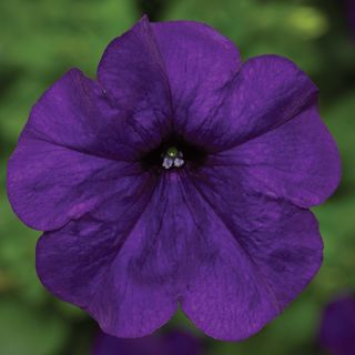 FotoFinish Blue Petunia Thumbnail